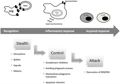 Anti-Immune Strategies of Pathogenic Fungi